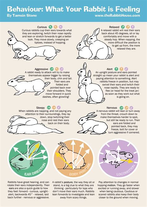 Behavior Of Rabbit