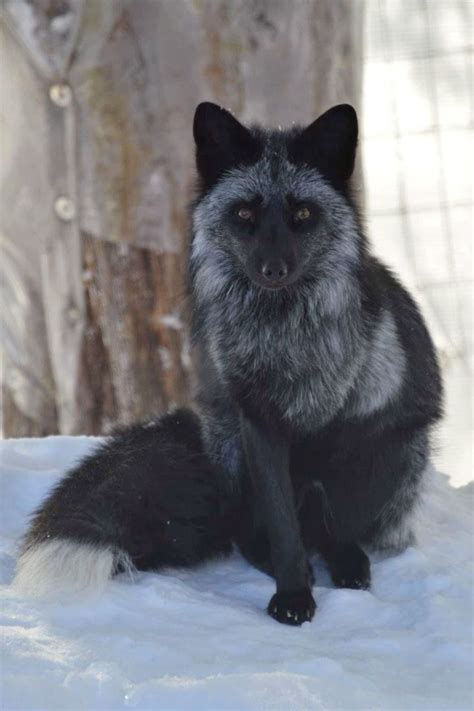 silver fox | guide | tirida | Pet fox, Fox breeds, Cute wild animals