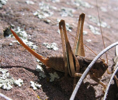 Mormon Crickets 的图像结果