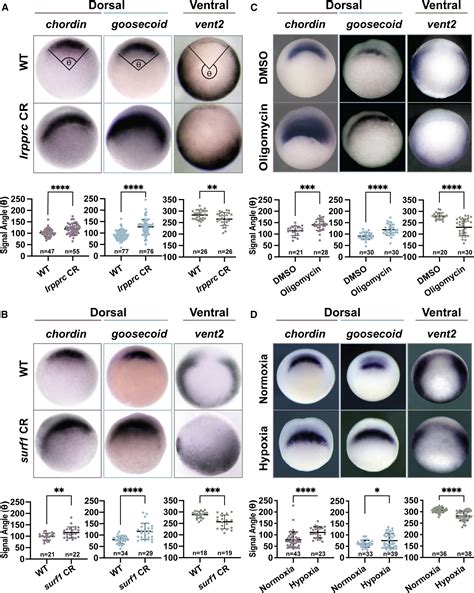Mitochondrial leak metabolism induces the Spemann-Mangold Organizer via Hif-1α in Xenopus ...
