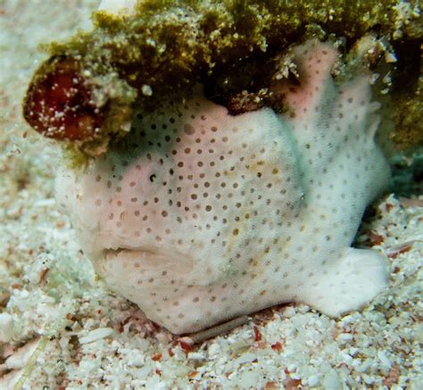 Download Vibrant And Intriguing Frogfish In Its Natural Habitat Wallpaper | Wallpapers.com