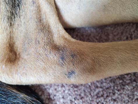 Why Is My Dog's Skin Turning Black | The Tube