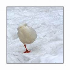 beleidigte leberwurst bilder beleidigte leberwurst foto bild tiere haustiere beleidigte leberwurst bilder beleidigte leberwurst foto bild tiere haustiere