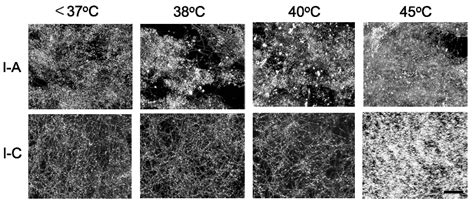 Rapid Photoinduced Single Cell Detachment from Gold Nanoparticle ...