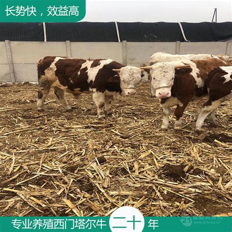 500斤的西门塔尔牛出售 饲养简单 抚顺养牛中转场 吉林四平 福成五丰-食品商务网