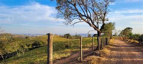 rural nature landscape in the interior of Brazil in a eucalyptus farm ...