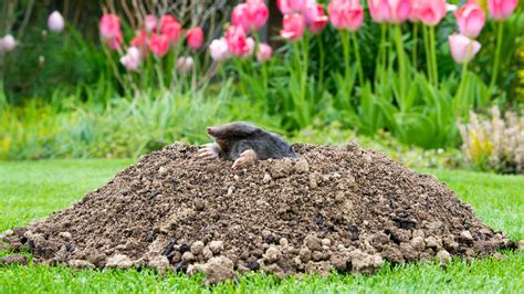 How To Get Rid Of Garden Moles Uk | Fasci Garden