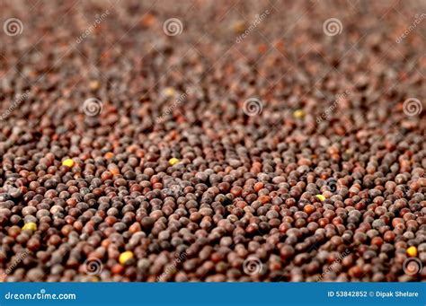 Brown Mustard Seeds stock photo. Image of clay, heap - 53842852