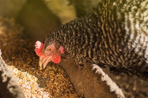 Kippen voeden met likdoorns in het kippenhok Boerderijbedrijf met groep ...