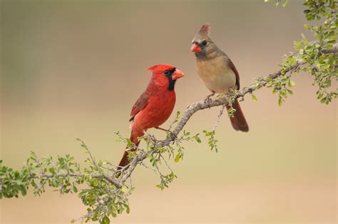 Male Vs Female Cardinals: What’s The Difference? - Birdwatching Buzz