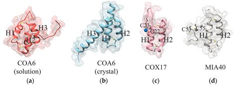 The Role of COA6 in the Mitochondrial Copper Delivery Pathway to ...