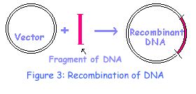 Define Recombinant 的图像结果