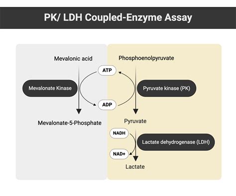 Lactate Dehydrogenase Ldh Assay