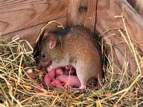 如何判断家里是一只还是一窝老鼠？_繁殖