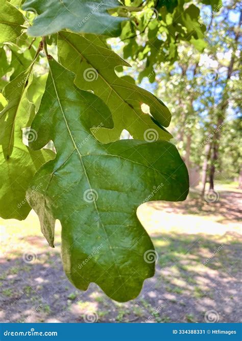 Post Oak Leaf stock image. Image of fuzzy, damage, fuzz - 334388331