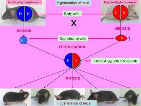 Image result for Mouse Genetics