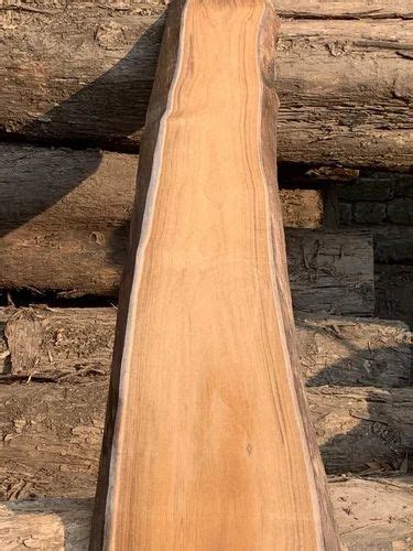 Wood Log - Valsadi Wood Log Trader - Wholesaler / Distributor from ...