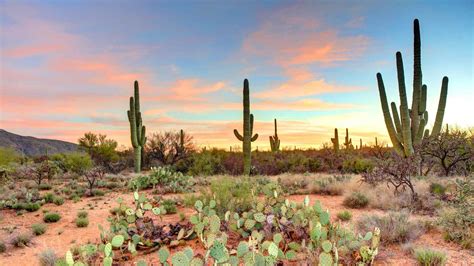 145 Fun Facts About Arizona That Will Amaze!