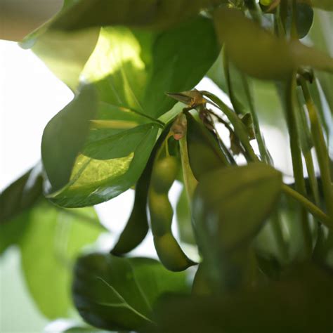 A Protein Powerhouse: Growing Fava Beans at Home - Crops at Home