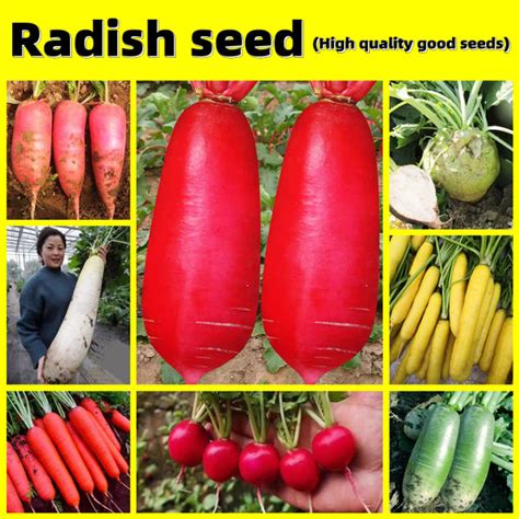 Radish Seed - 萝卜种子 Speedy Variety Radish Seeds for Planting Vegetable ...