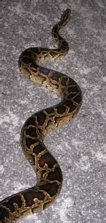 From Pets to Invasive Predators: Burmese Pythons in the Everglades ...