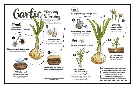 Garlic Planting & Growing – SLUG Magazine