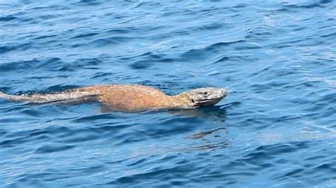 Komodo Dragon Swim 的图像结果