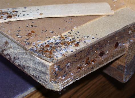 What's the Life Cycle of a Bed Bug? | Control Bed Bugs | Orkin