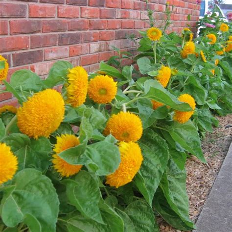 Buy sungold dwarf sunflower Seeds Online – SeedVanam
