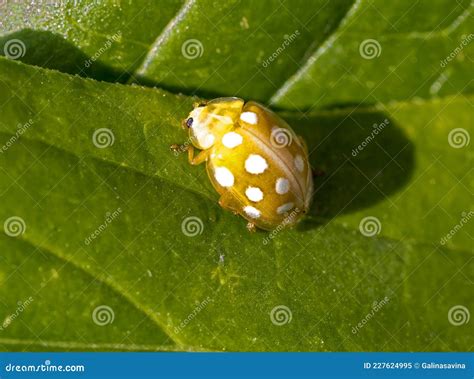 Yellow Ladybug