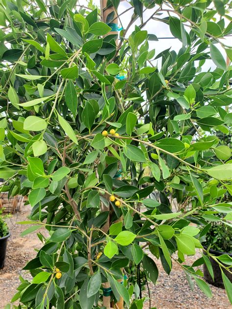INDIAN LAUREL FIG (Ficus microcarpa nitida) - Treeland Nurseries