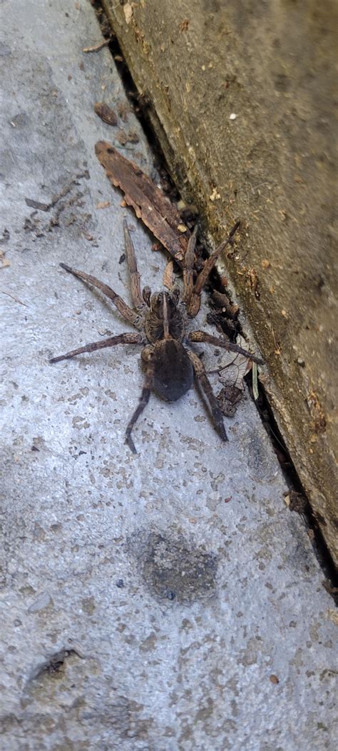 Handled my first ever spider Md usa : r/spiders