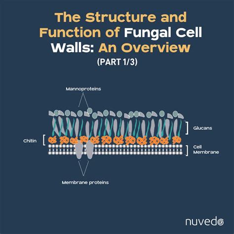 Fungal Cell Walls: Structure & Function Explained | Blog