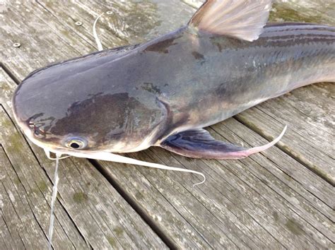 Gafftopsail Catfish (Bagre marinus) - Marine Life Identification