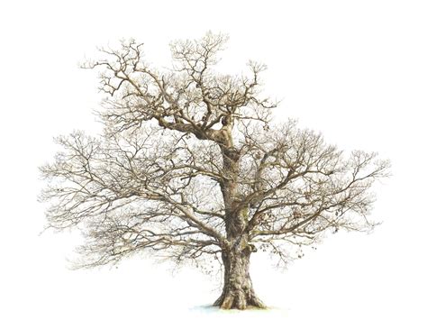 Drawing An Oak Tree
