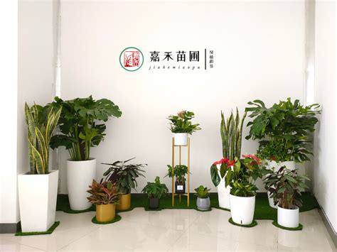 杭州绿植租赁 - 绿植租赁 - 杭州景升园林有限公司-花卉植物租赁、花卉租赁公司、植物租赁公司、园林工程景观设计、绿化养护种植/杭州花卉植物 ...