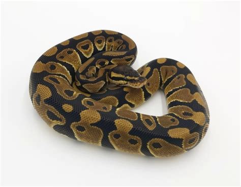 Image result for Desert Ghost Axanthic Ball Python