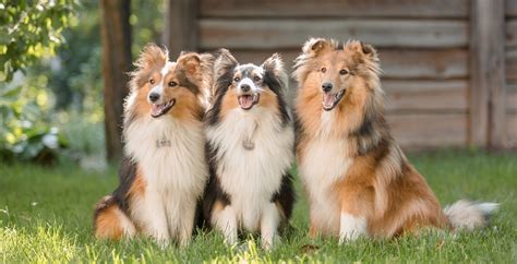 Odie Pet Insurance Partners with ManyPets | Affordable Pet Insurance ...