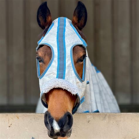 Horse Fly Lifespan: How Long Do Horse Flies Live? – Wild Jolie