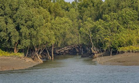 No Activity Involving Human Intervention To Take Place In Sundarban ...