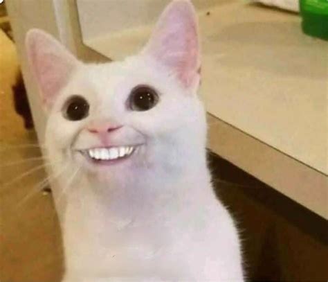 66 Cute Funny Reaction Cat Meme Face