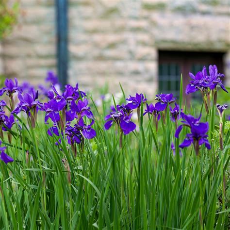 When to cut back irises and how to do it the right way | Ideal Home