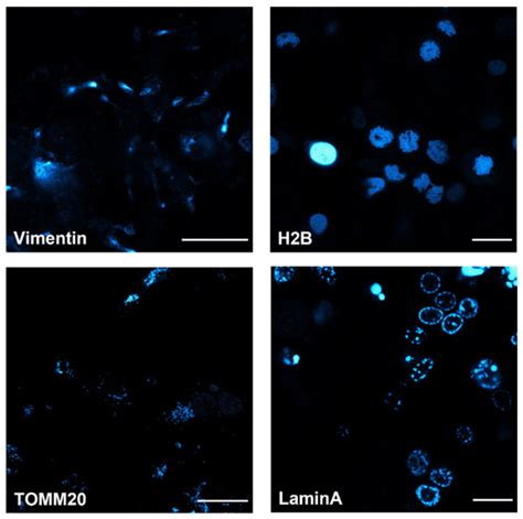 A Bioorthogonal Double Fluorogenic Probe to Visualize Protein–DNA ...