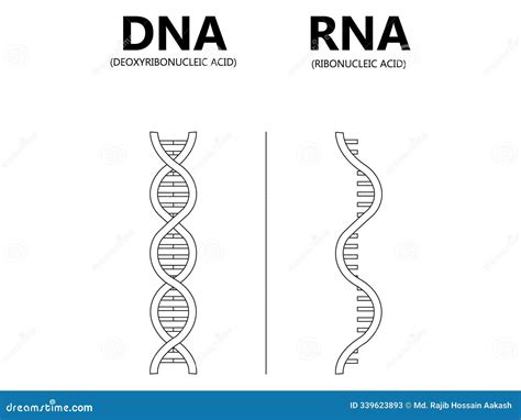 DNA Vs. RNA Vector Illustration. Educational Genetic Acid Explanation Diagram Stock Illustration ...