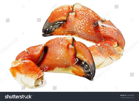 Jonah Crab Claws Photos and Images