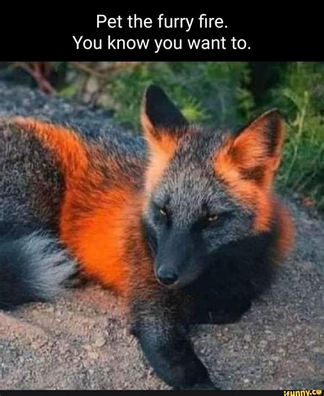 Fox Meme