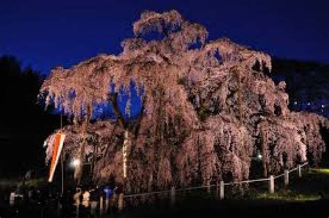 Miharu Takizakura, miharu, Japan - Top Attractions, Things to Do ...