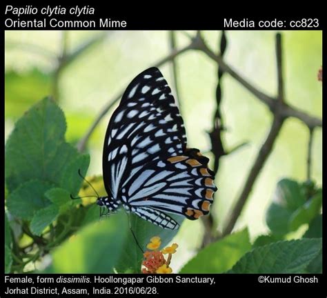Papilio clytia | Butterfly