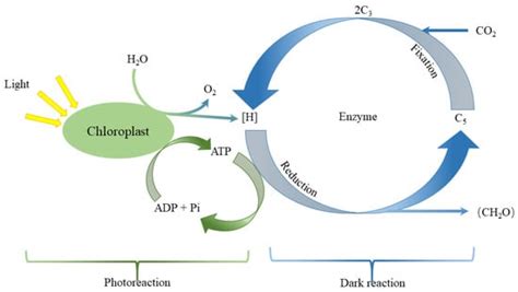Effect of Red and Blue Light on Cucumber Seedlings Grown in a Plant Factory