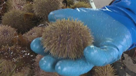 The status of Maine's green sea urchin harvest | newscentermaine.com